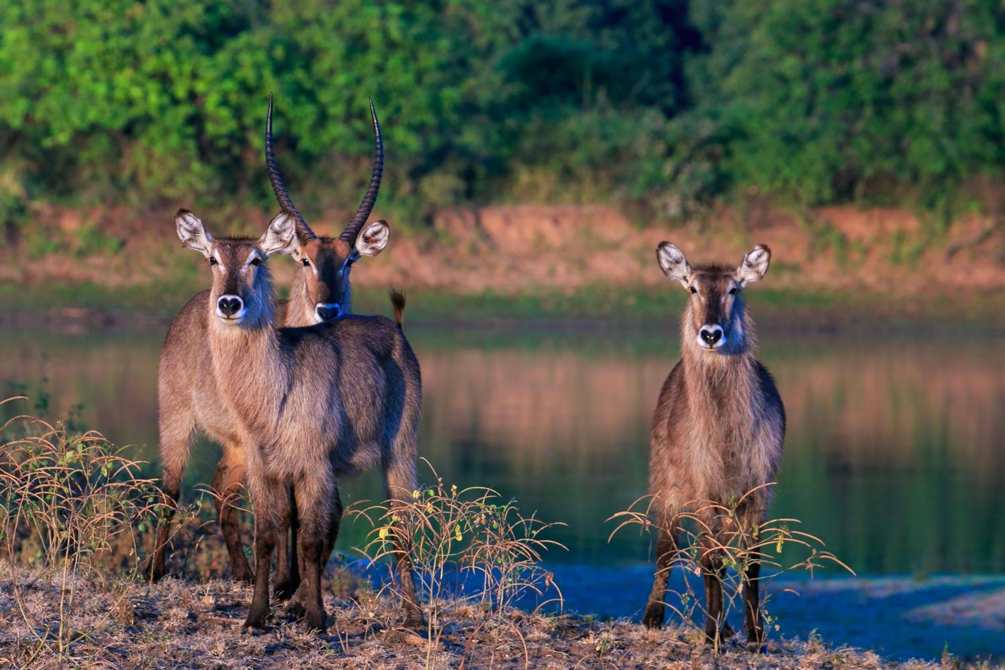 Msandile River Lodge Kakumbi Luaran gambar