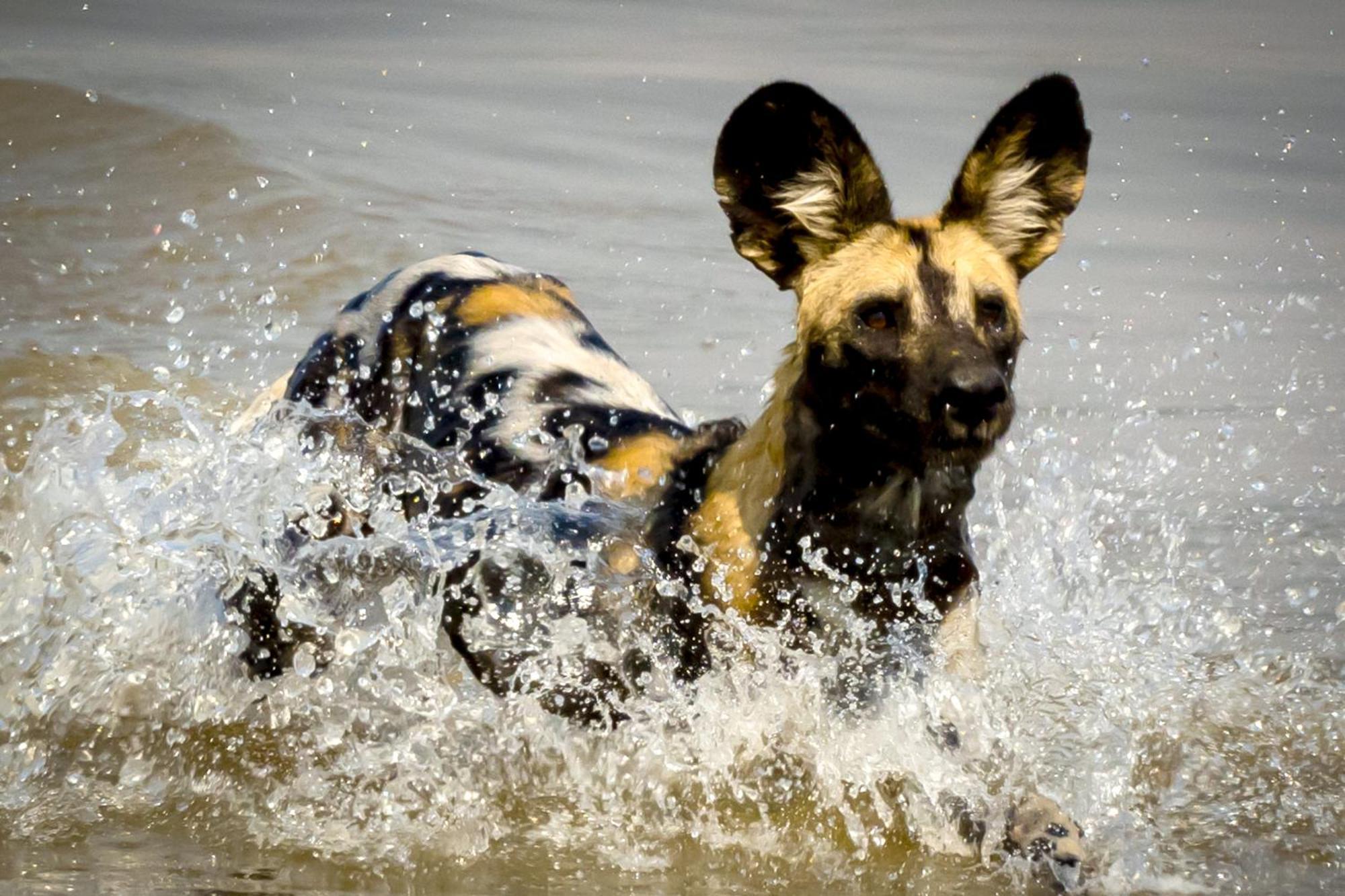 Msandile River Lodge Kakumbi Luaran gambar
