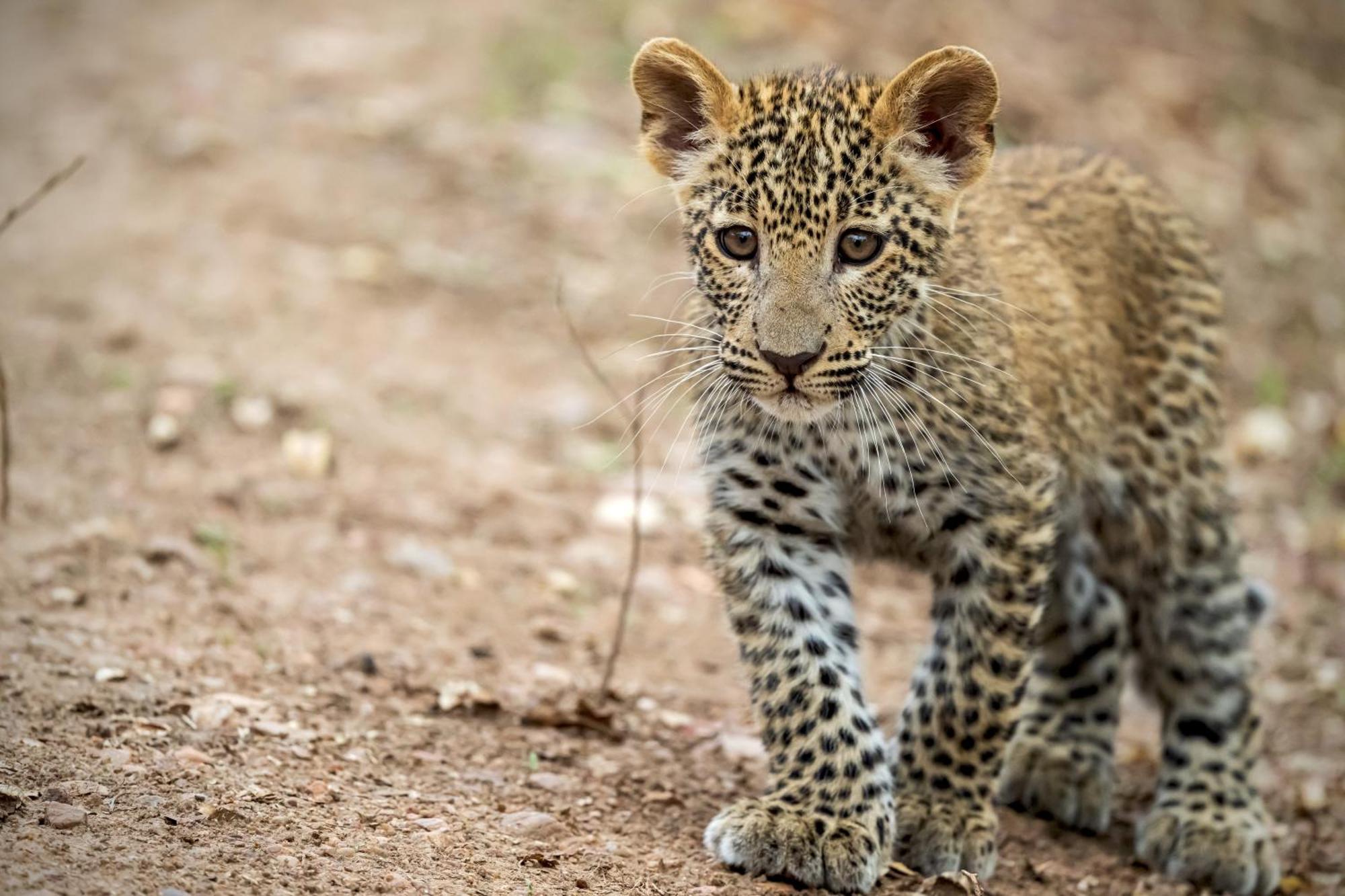 Msandile River Lodge Kakumbi Luaran gambar